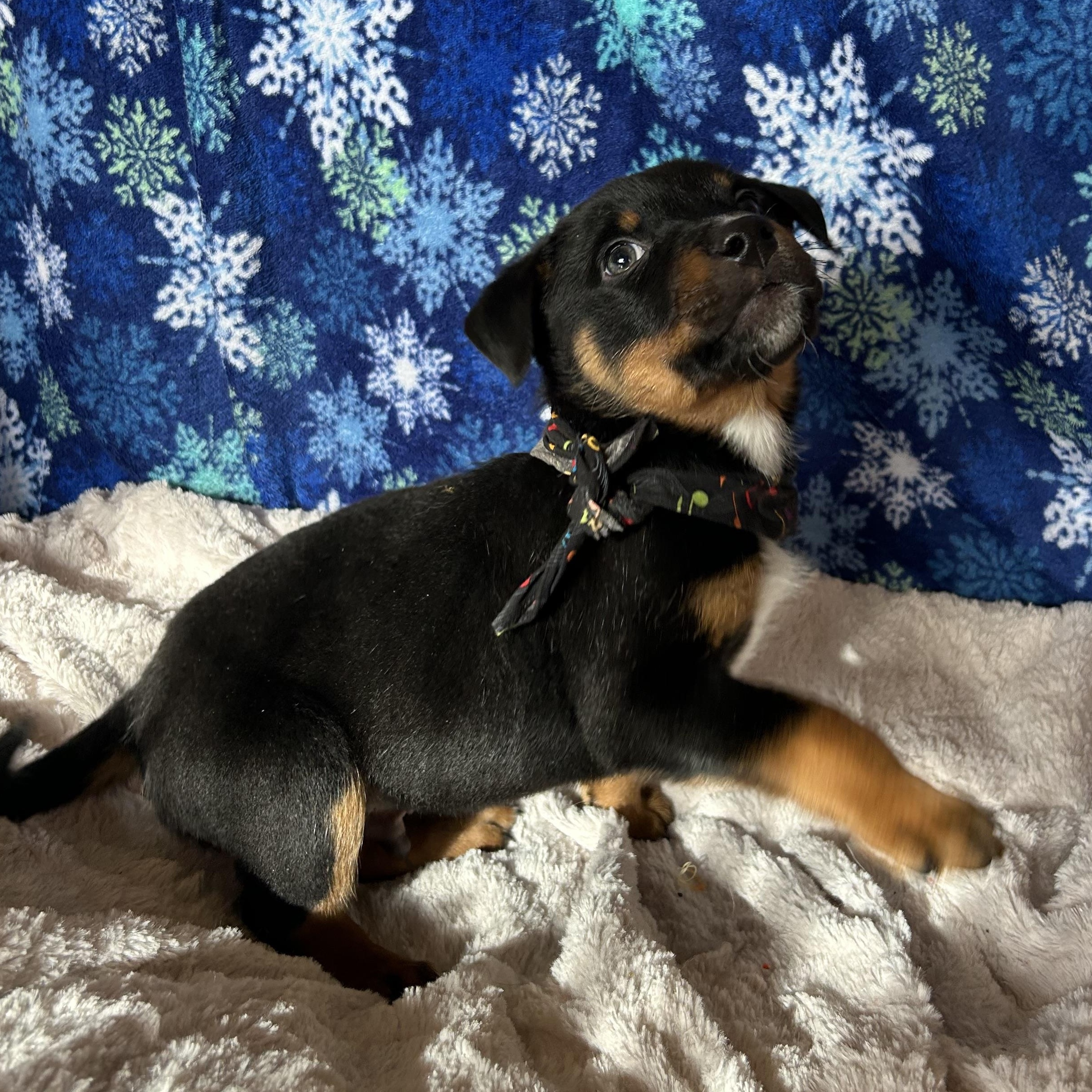 Apollo, Adoptable, Puppy Male Shepherd & Rottweiler.