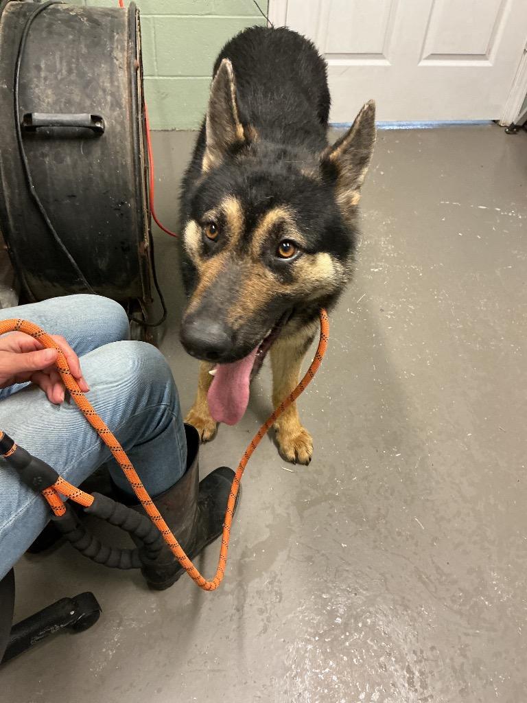 Memphis, Adoptable, Young Male Mixed Breed.