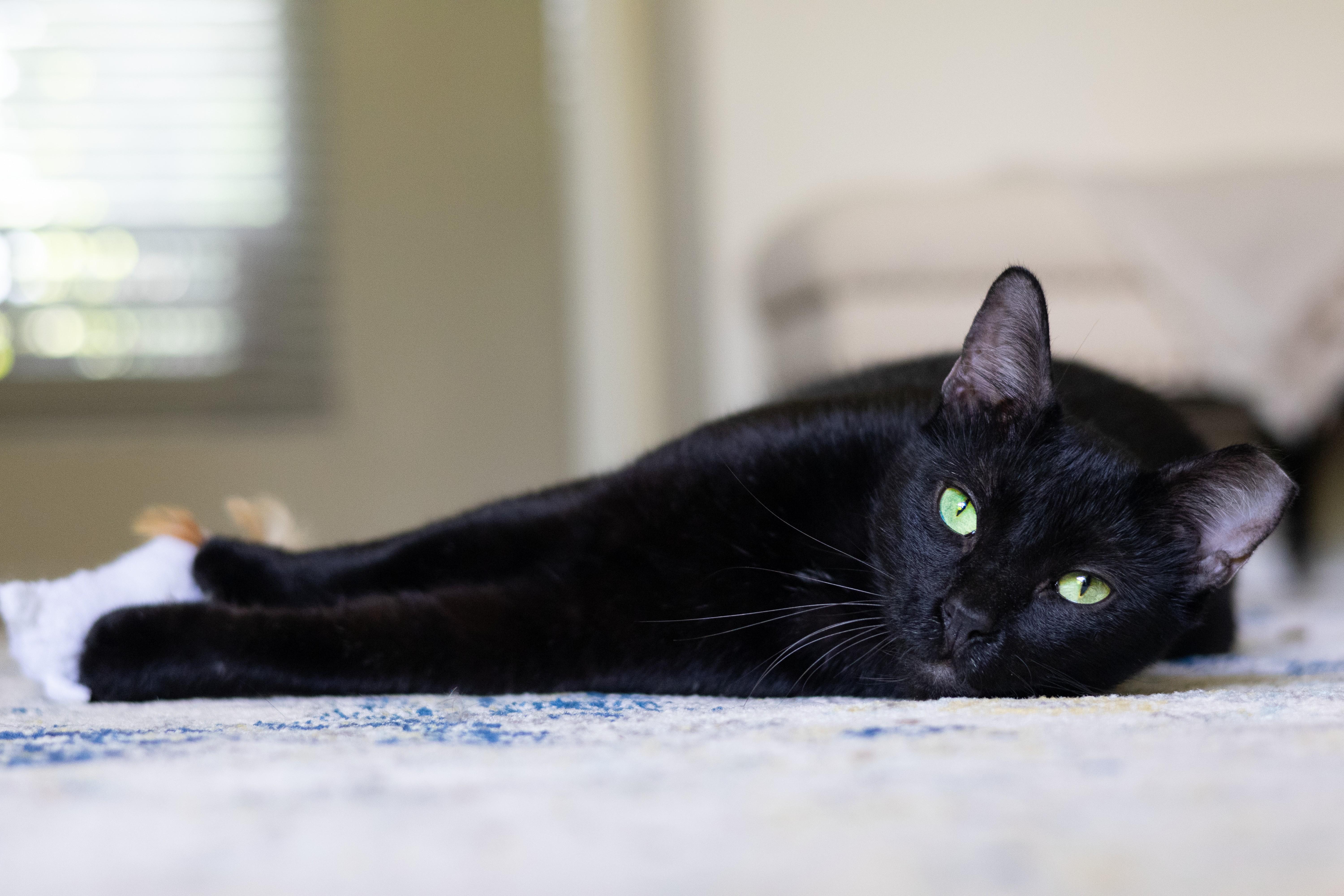 Enlarge Onyx, a Adoptable American Shorthair in Jacksonville, FL image 1/5