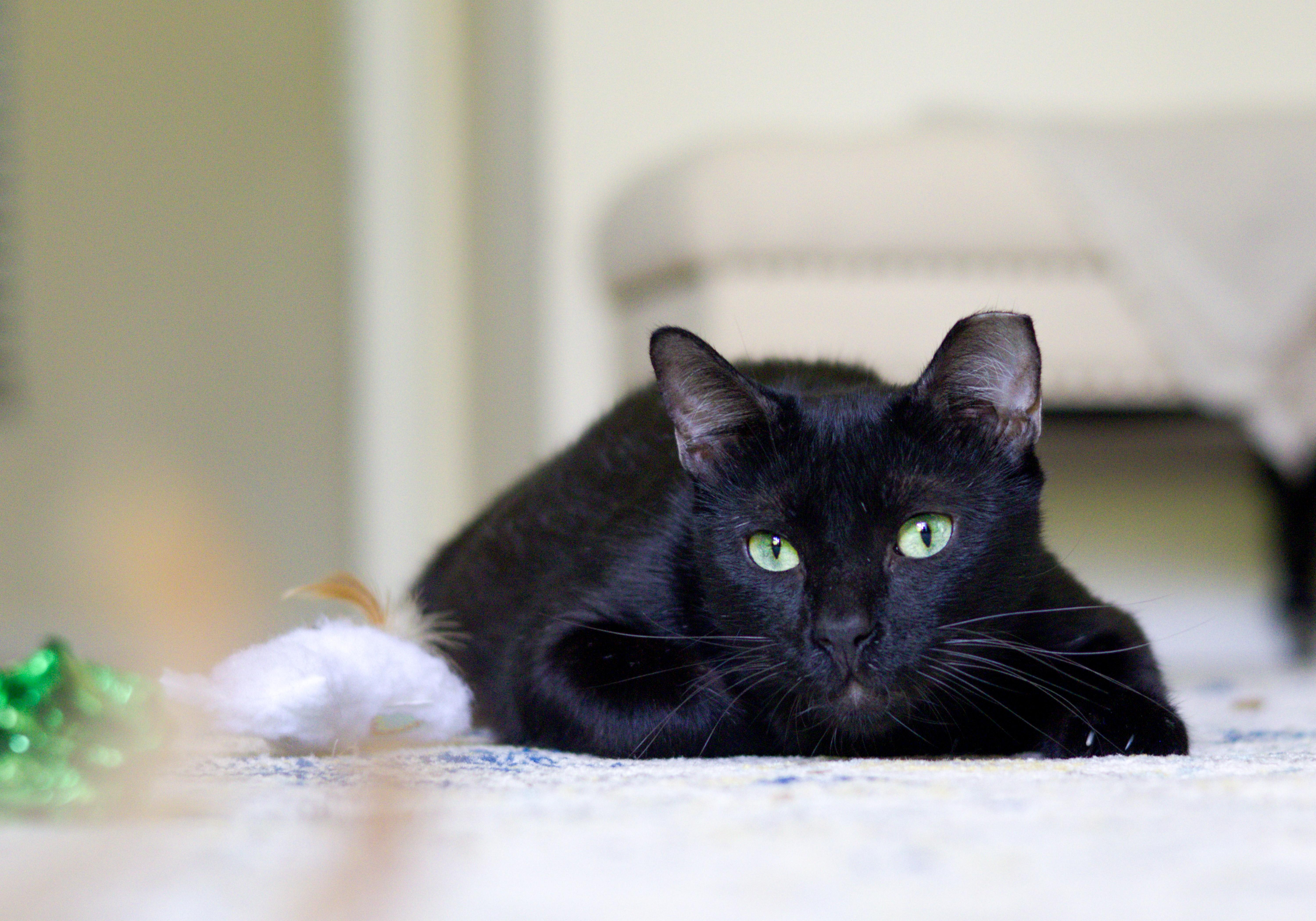 Enlarge Onyx, a Adoptable American Shorthair in Jacksonville, FL image 3/5
