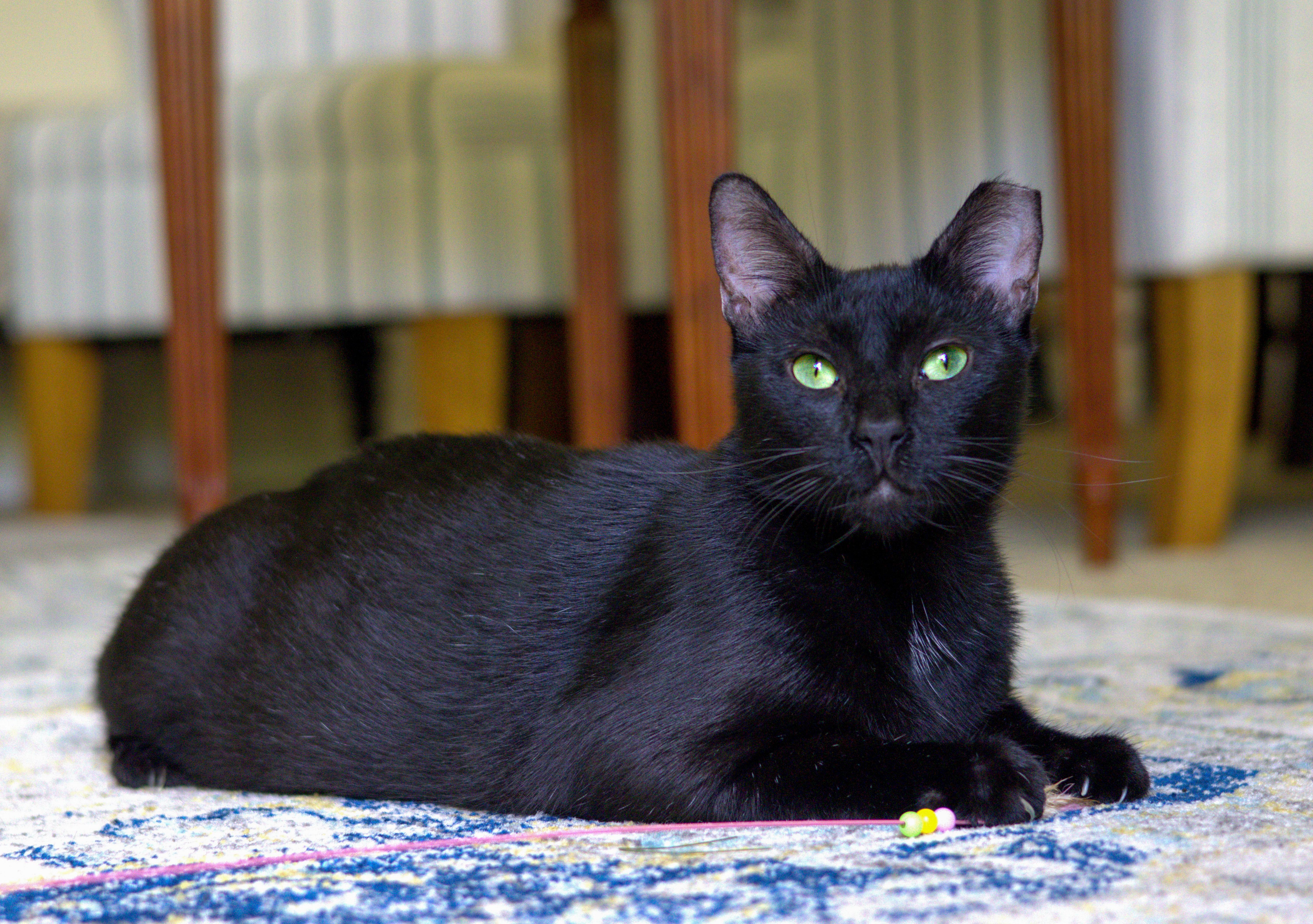 Enlarge Onyx, a Adoptable American Shorthair in Jacksonville, FL image 2/5