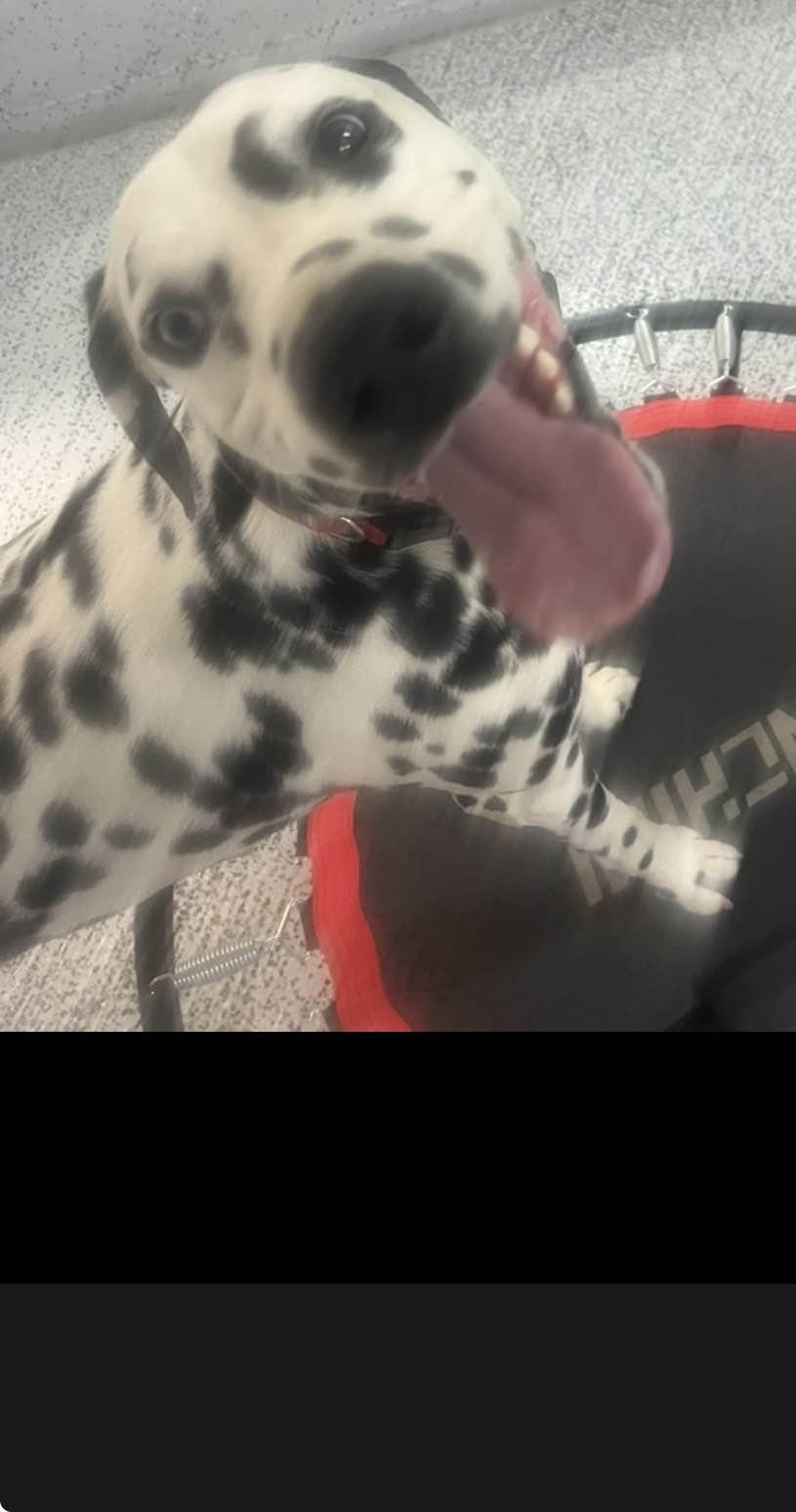 Dexter, ADOPTABLE, Young Male Dalmatian.
