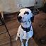 Enlarge Dexter, a ADOPTABLE Dalmatian in San Diego, CA image 2/2