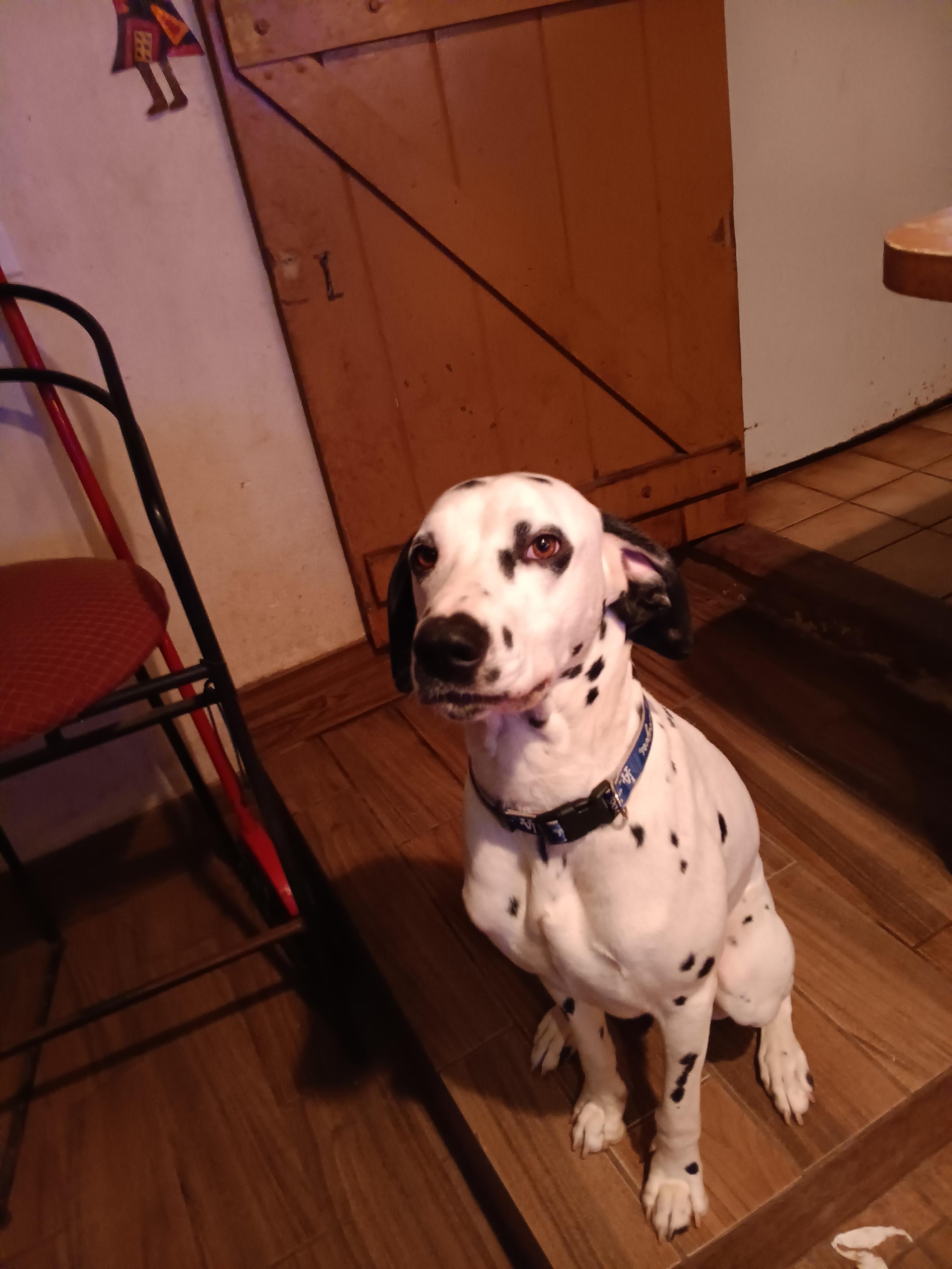 Dexter, ADOPTABLE, Young Male Dalmatian.