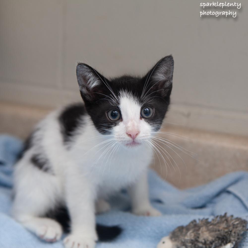 Bobby, Baby Male Domestic Short Hair