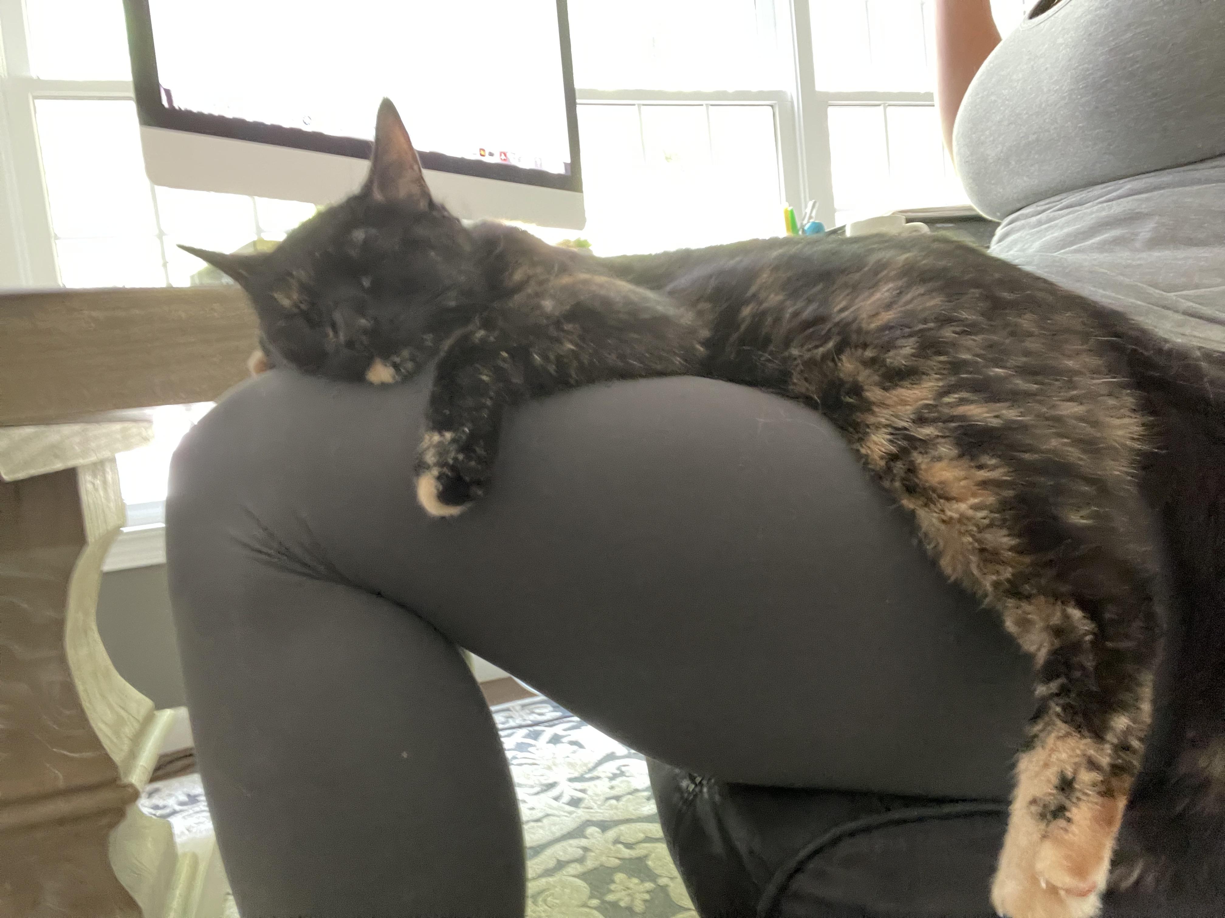 Riley, Adoptable, Adult Female Domestic Medium Hair.