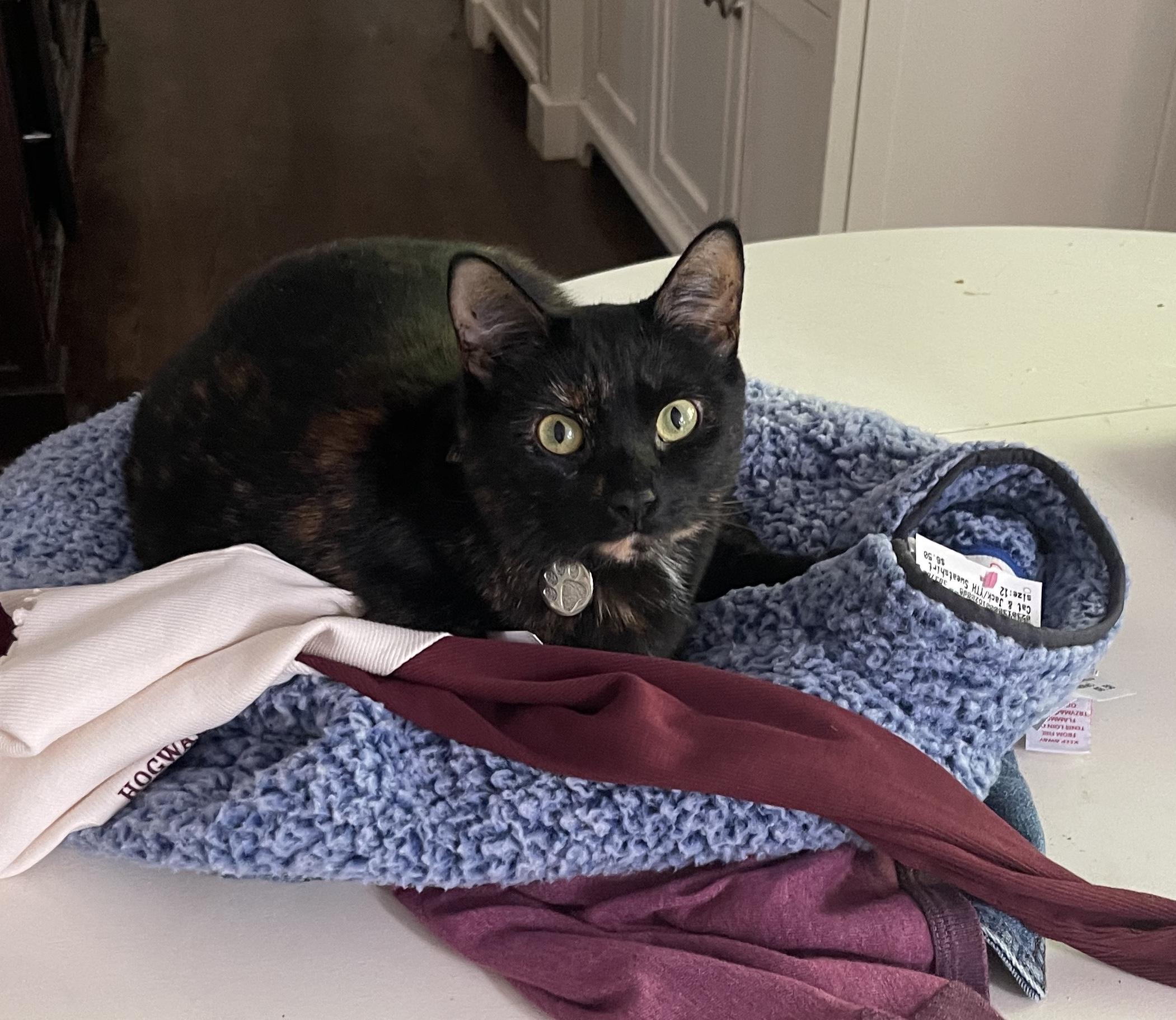 Enlarge Riley, a Adoptable mixed breed in Ridgefield, CT image 2/6