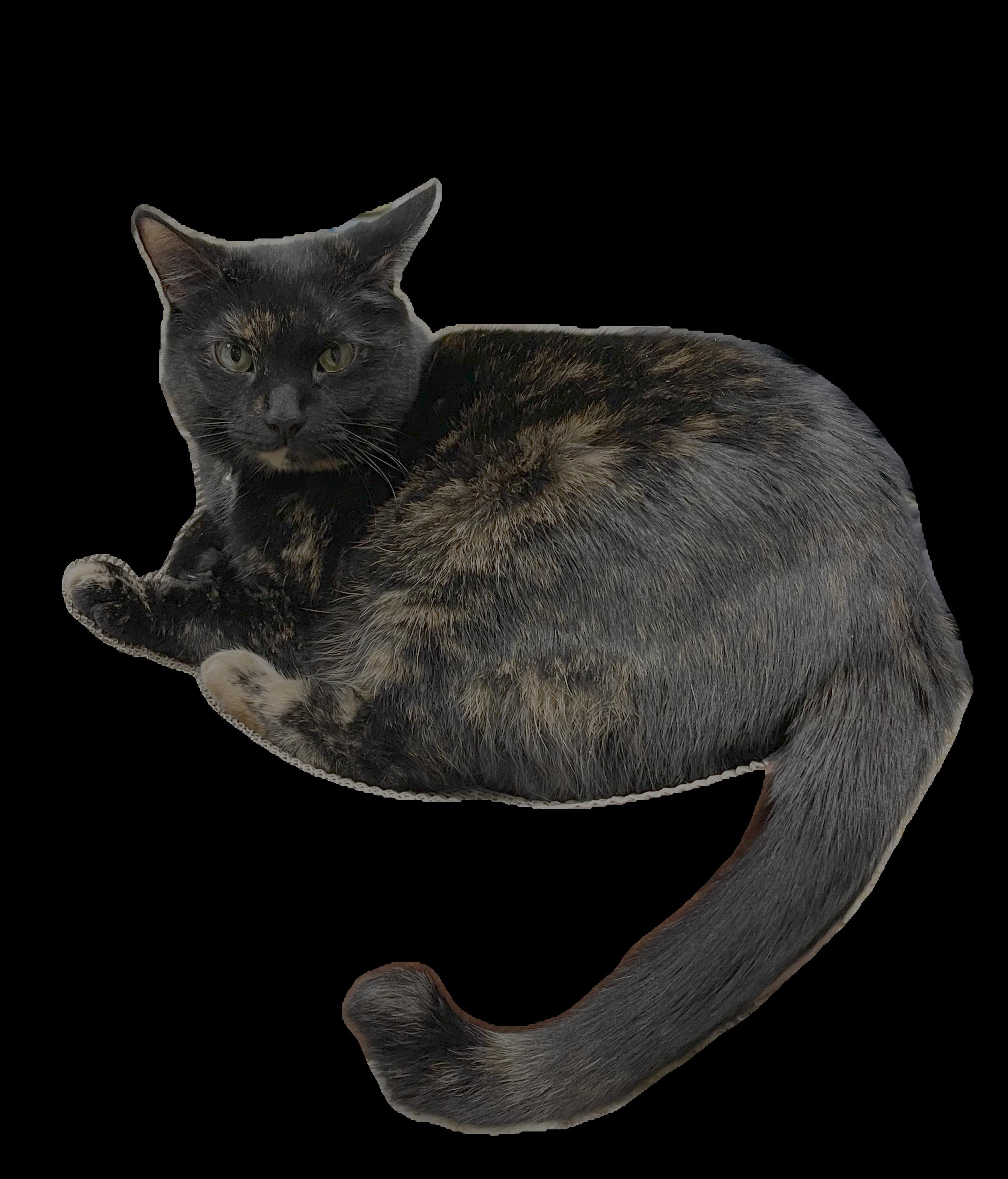 Enlarge Riley, a Adoptable mixed breed in Ridgefield, CT image 5/6