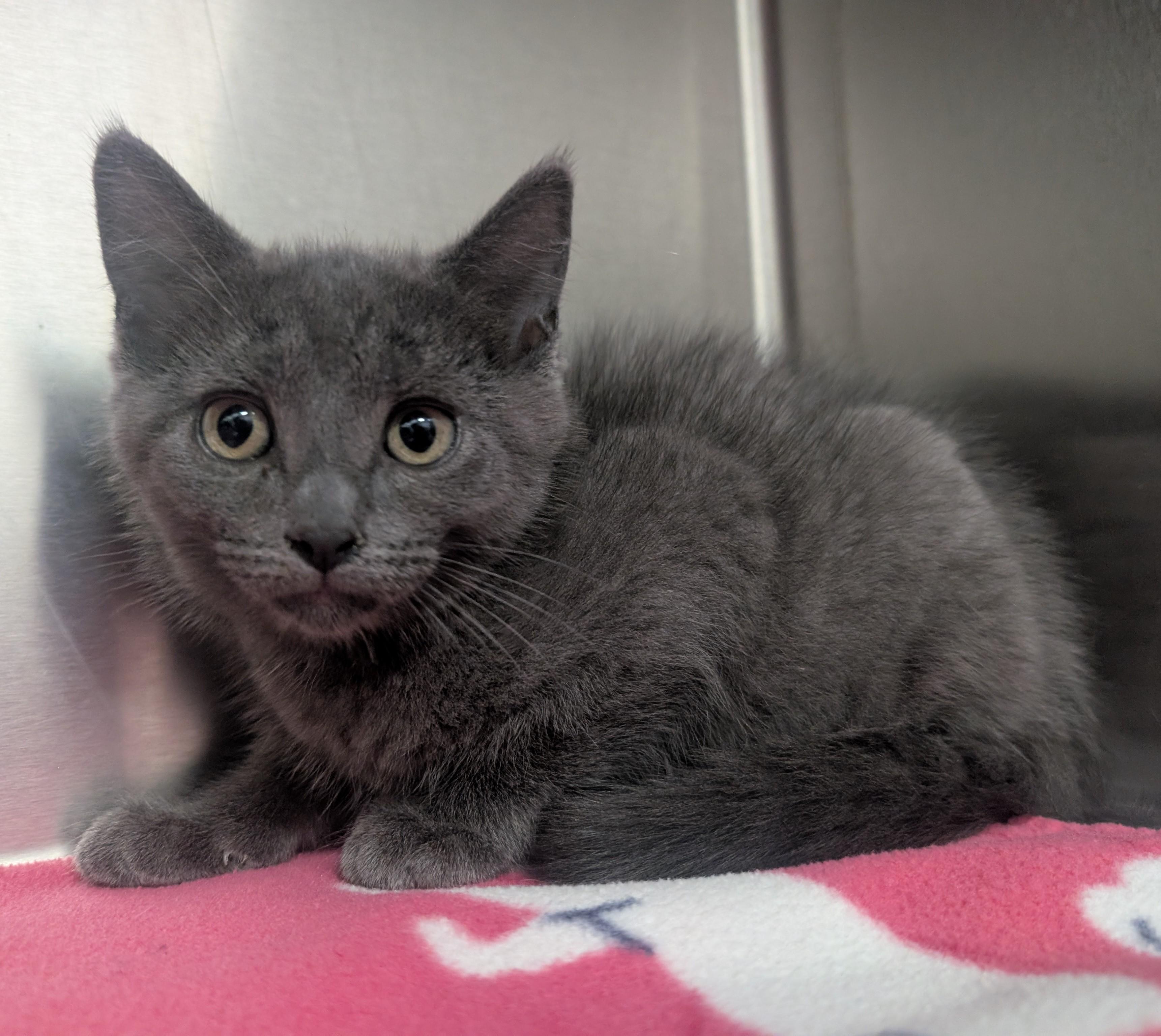 Merlin, an adoptable Domestic Medium Hair in New Ulm, MN image 1/2
