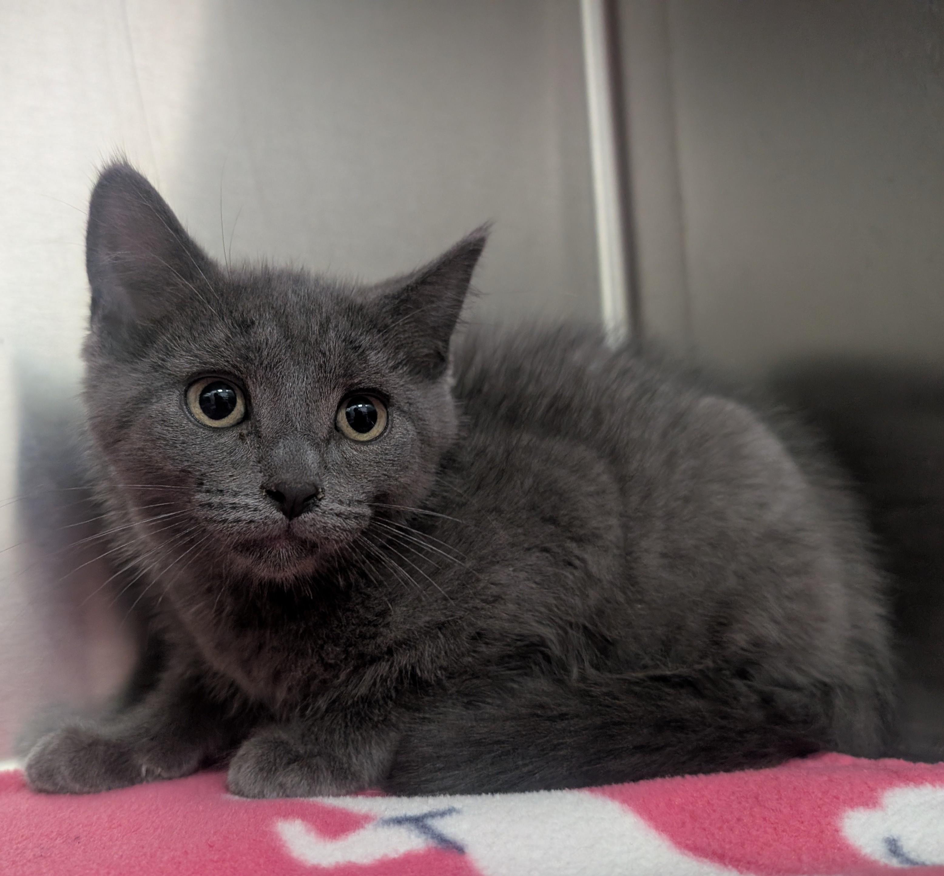 Merlin, an adoptable Domestic Medium Hair in New Ulm, MN image 2/2