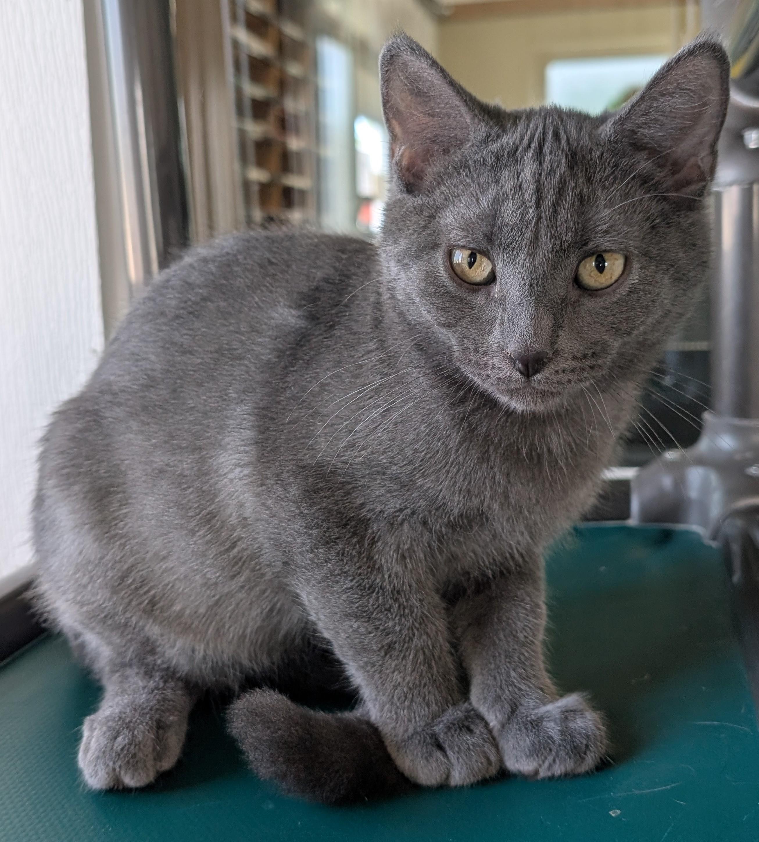 Merlin, adoptable, Young Male Domestic Medium Hair.