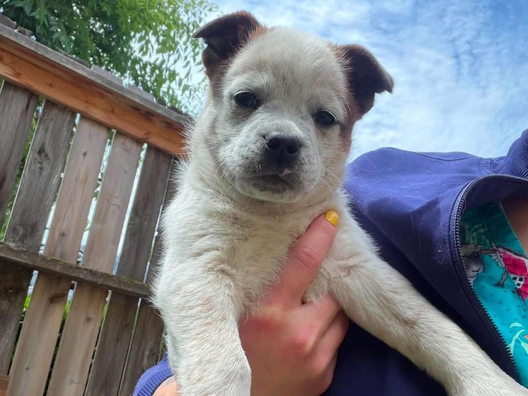 Cream, a ADOPTABLE mixed breed in Salem, OR image 2/5