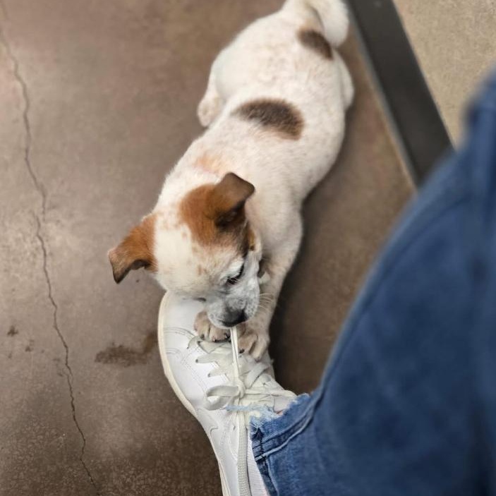 Cream, a ADOPTABLE mixed breed in Salem, OR image 5/5