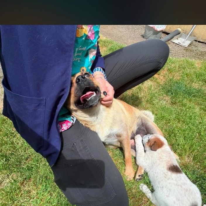 Cream, a ADOPTABLE mixed breed in Salem, OR image 3/5