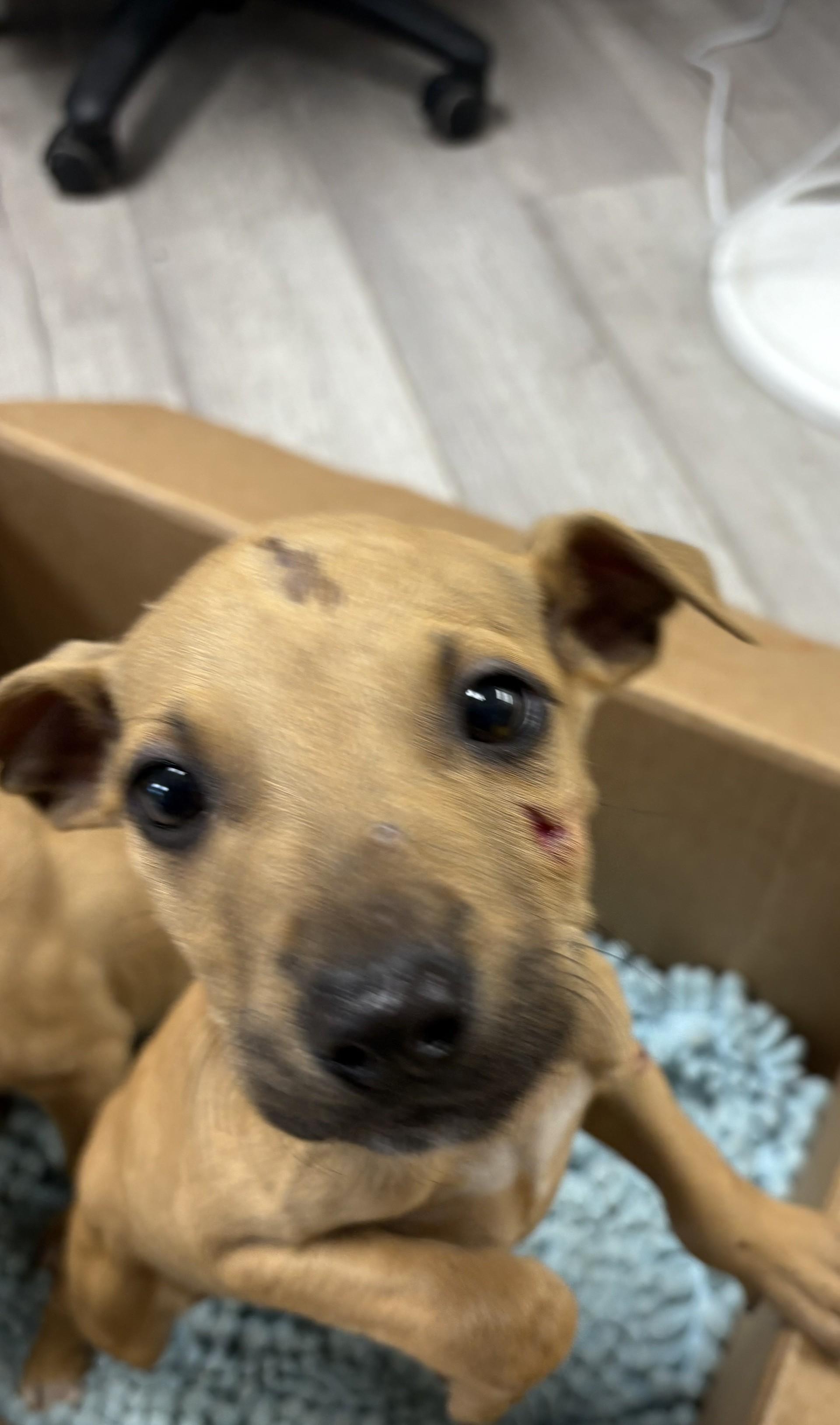 WENDY, Adoptable, Puppy Female Pit Bull Terrier.