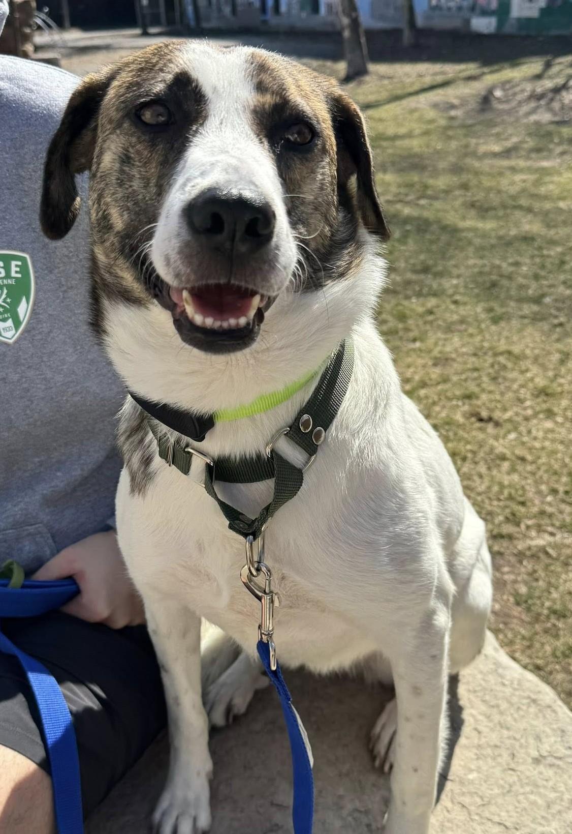 Enlarge Madison, a Adoptable mixed breed in Toronto, ON image 2/6