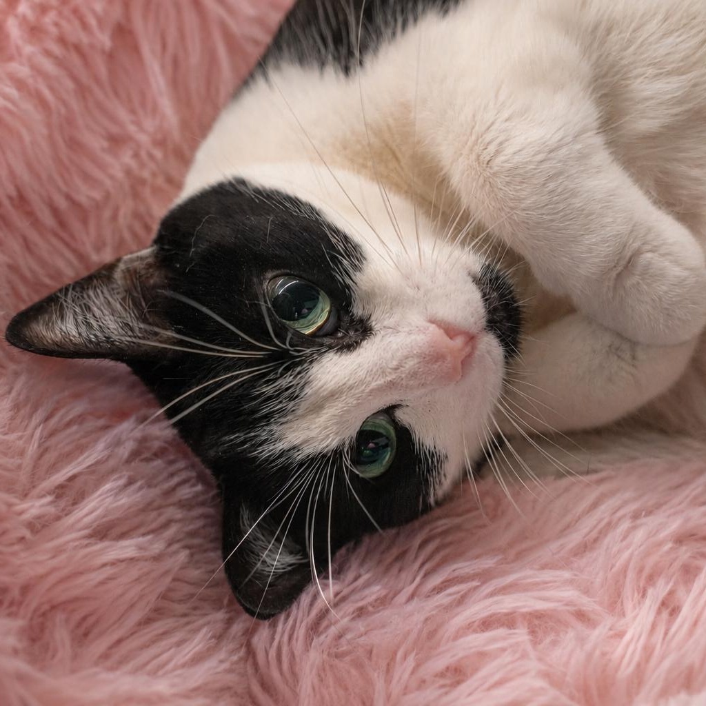 Enlarge Shadow, a ADOPTABLE Tuxedo in Dalton, GA image 1/2