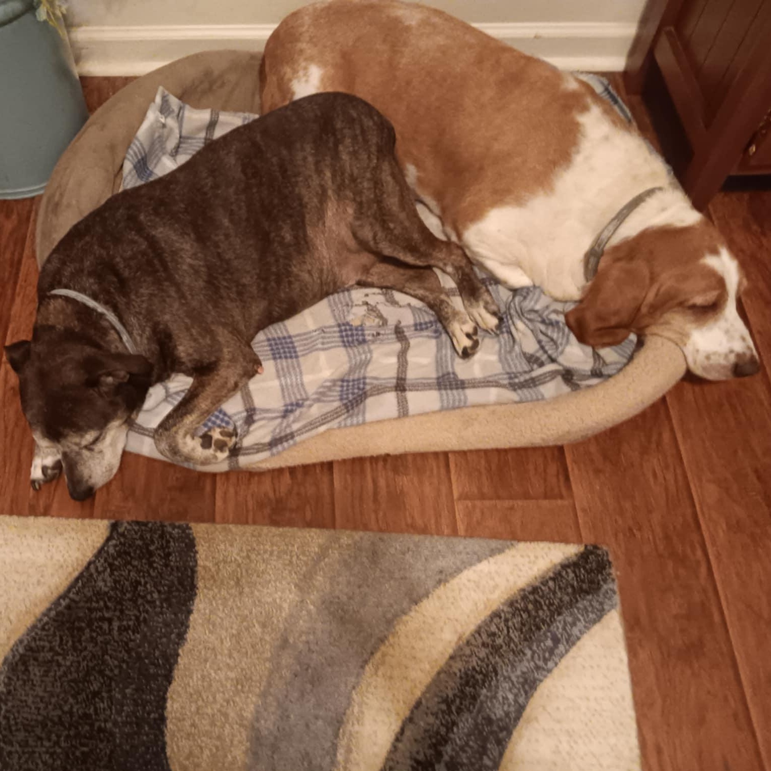 Banjo and Clyde, a Adoptable mixed breed in Knoxville, TN image 2/4