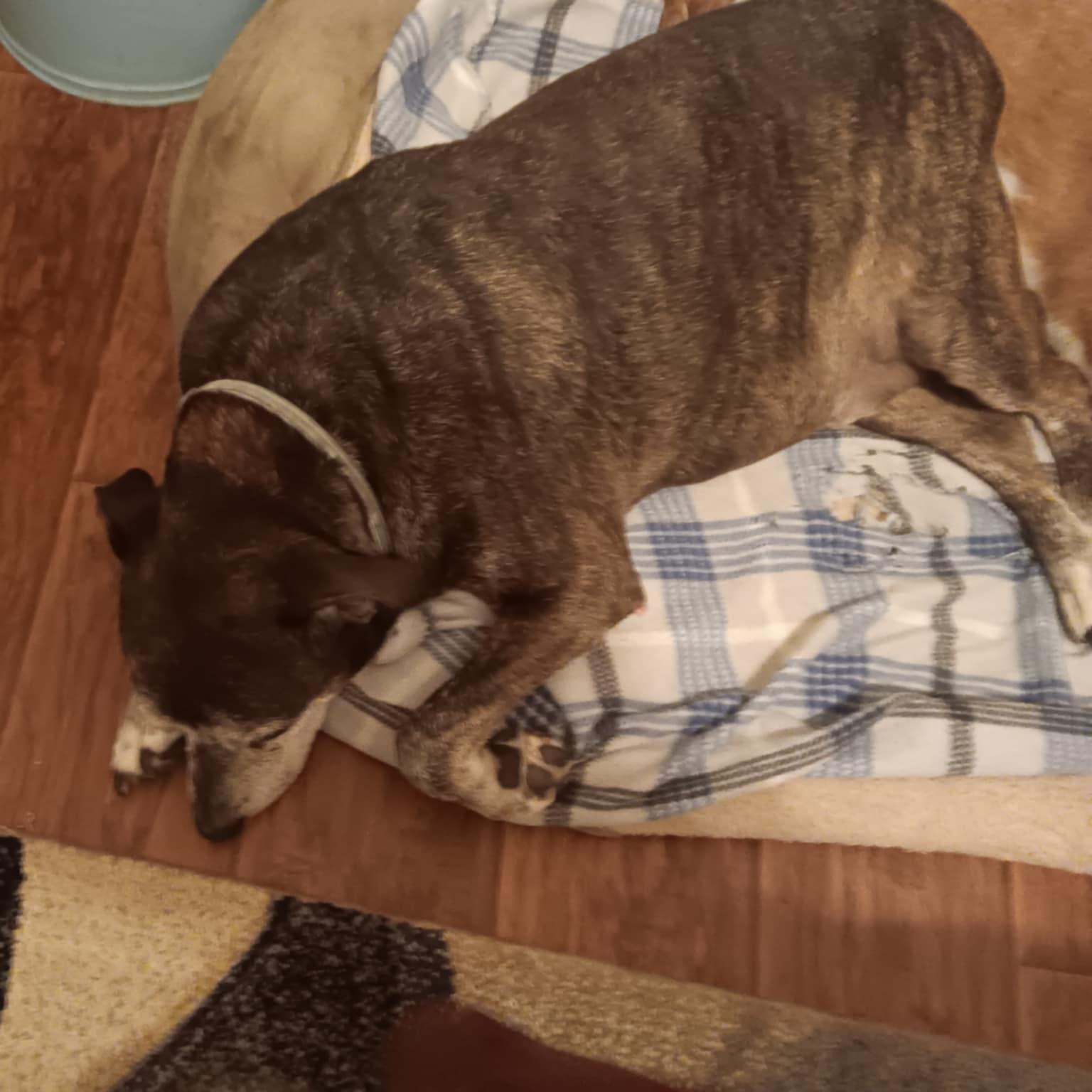 Banjo and Clyde, a Adoptable mixed breed in Knoxville, TN image 4/4