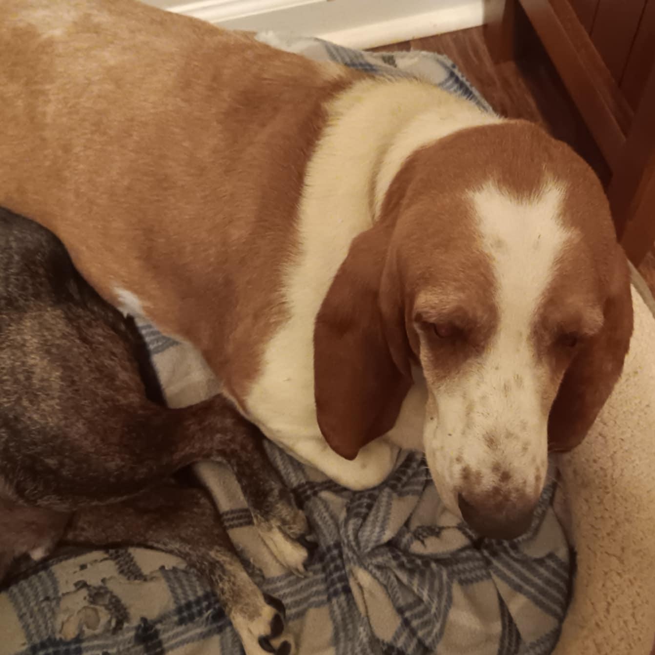 Banjo and Clyde, a Adoptable mixed breed in Knoxville, TN image 3/4