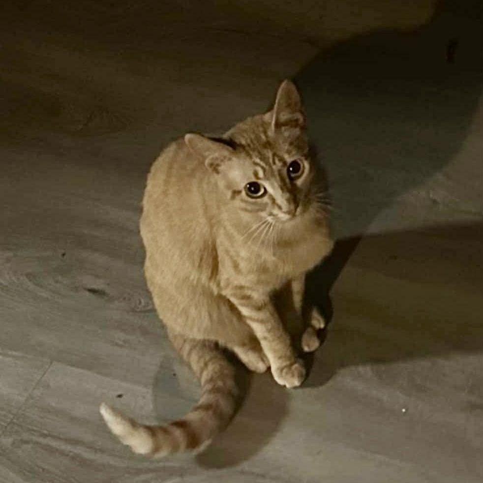 Unicorn, ADOPTABLE, Adult Female Domestic Short Hair.