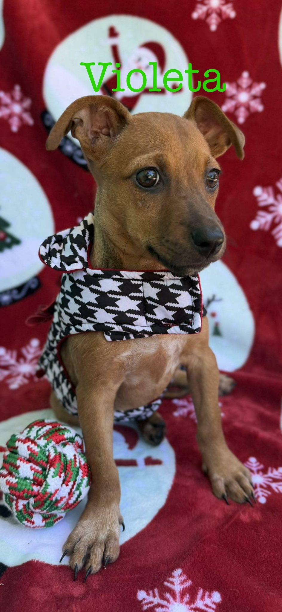 Enlarge Violeta, a Adoptable mixed breed in Albany, NY image 2/3