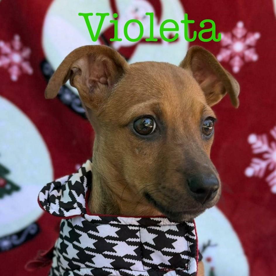 Enlarge Violeta, a Adoptable mixed breed in Albany, NY image 1/3