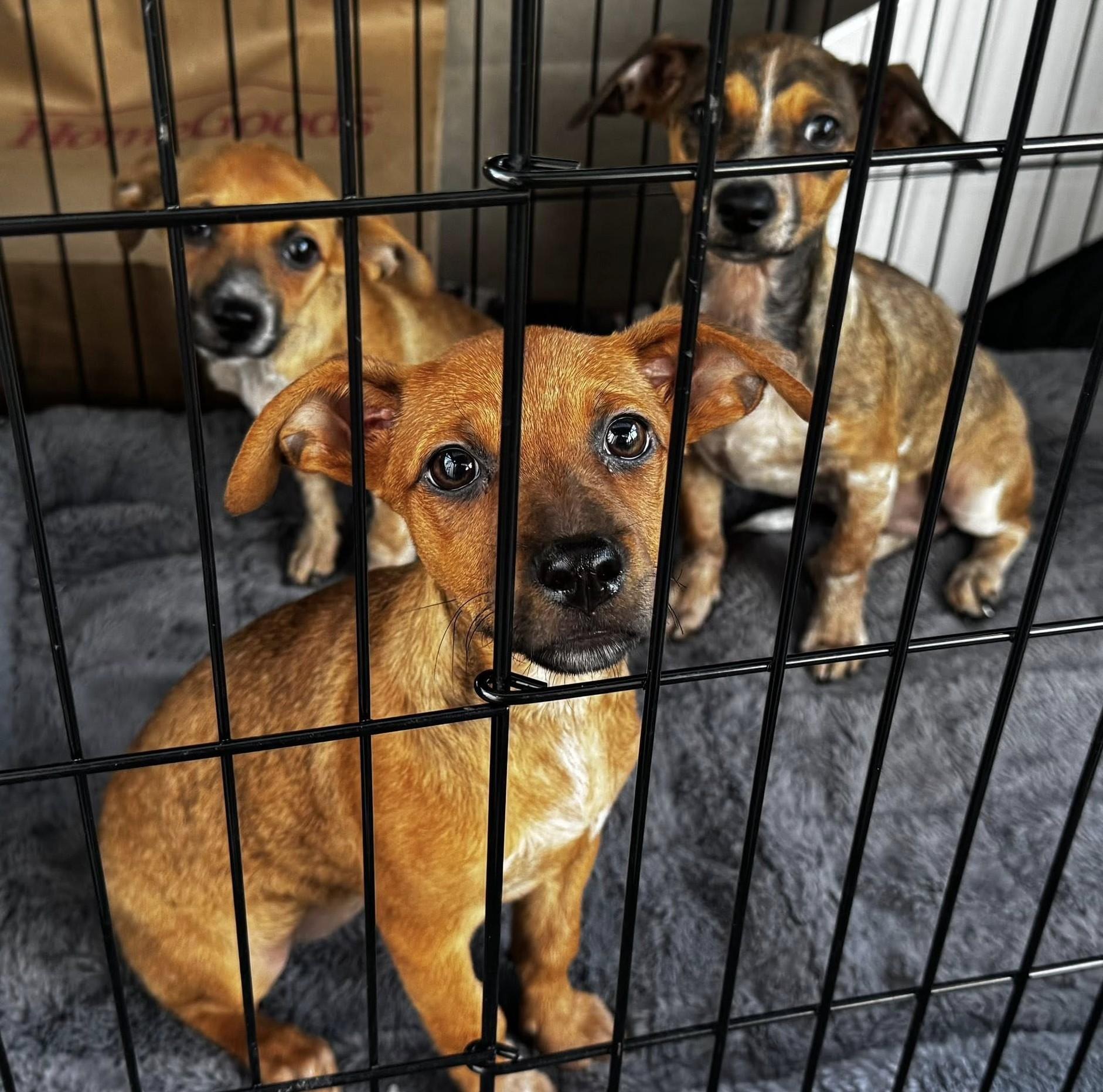 Enlarge Violeta, a Adoptable mixed breed in Albany, NY image 3/3