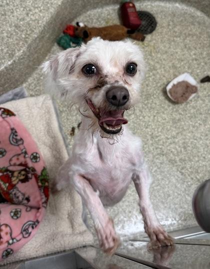 Enlarge Lenny Claw-vitz, a Adoptable mixed breed in Washington, DC image 1/3