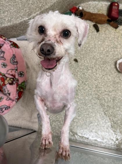 Enlarge Lenny Claw-vitz, a Adoptable mixed breed in Washington, DC image 2/3