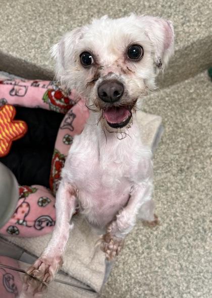 Enlarge Lenny Claw-vitz, a Adoptable mixed breed in Washington, DC image 3/3