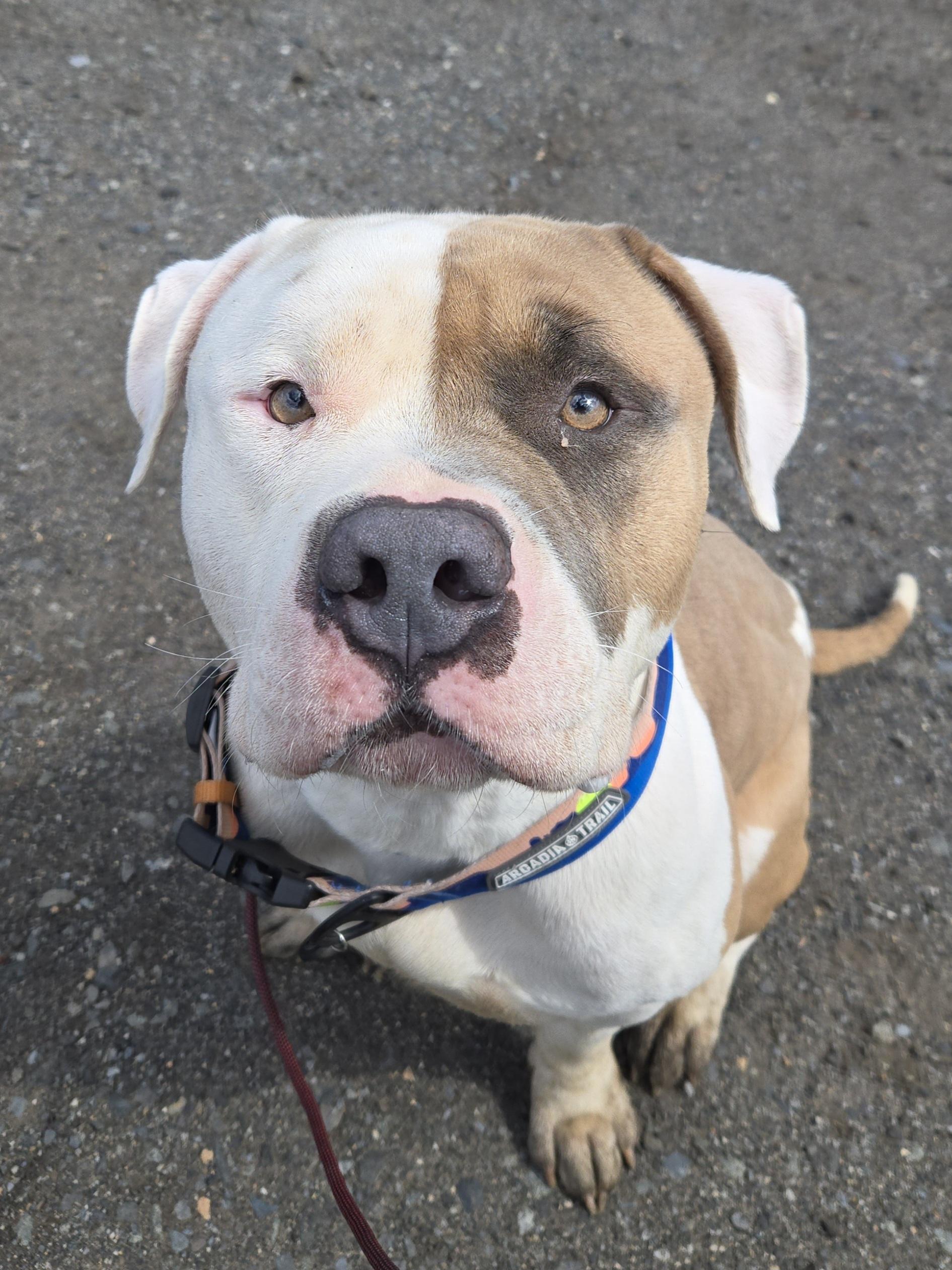 Enlarge Mailman, a ADOPTABLE mixed breed in Trenton, NJ image 2/2