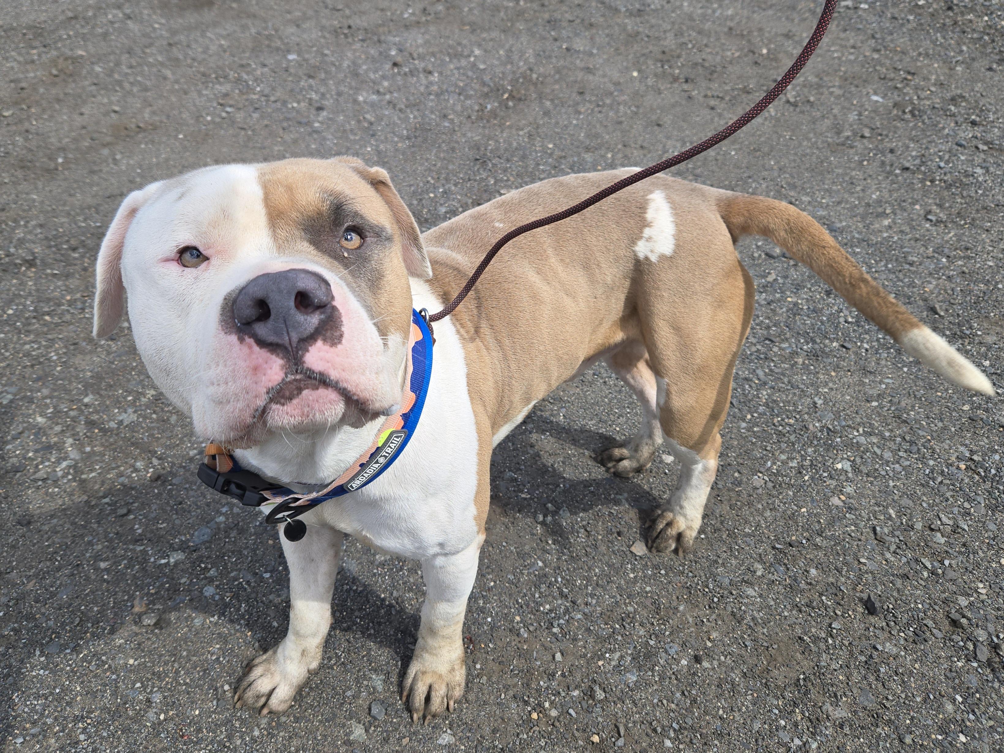 Mailman, ADOPTABLE, Adult Male Pit Bull Terrier.