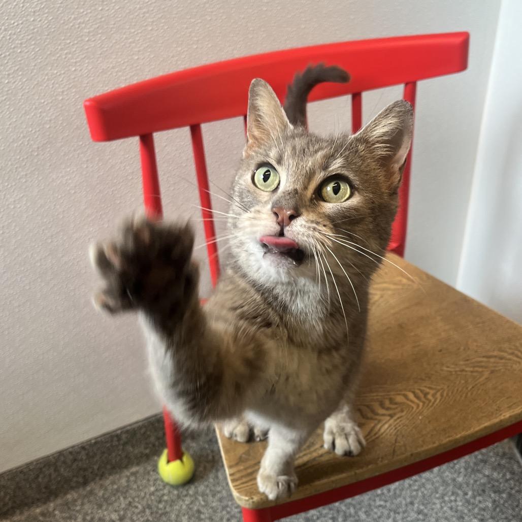 Turnip, a Adoptable Domestic Short Hair in Hinsdale, IL image 1/4