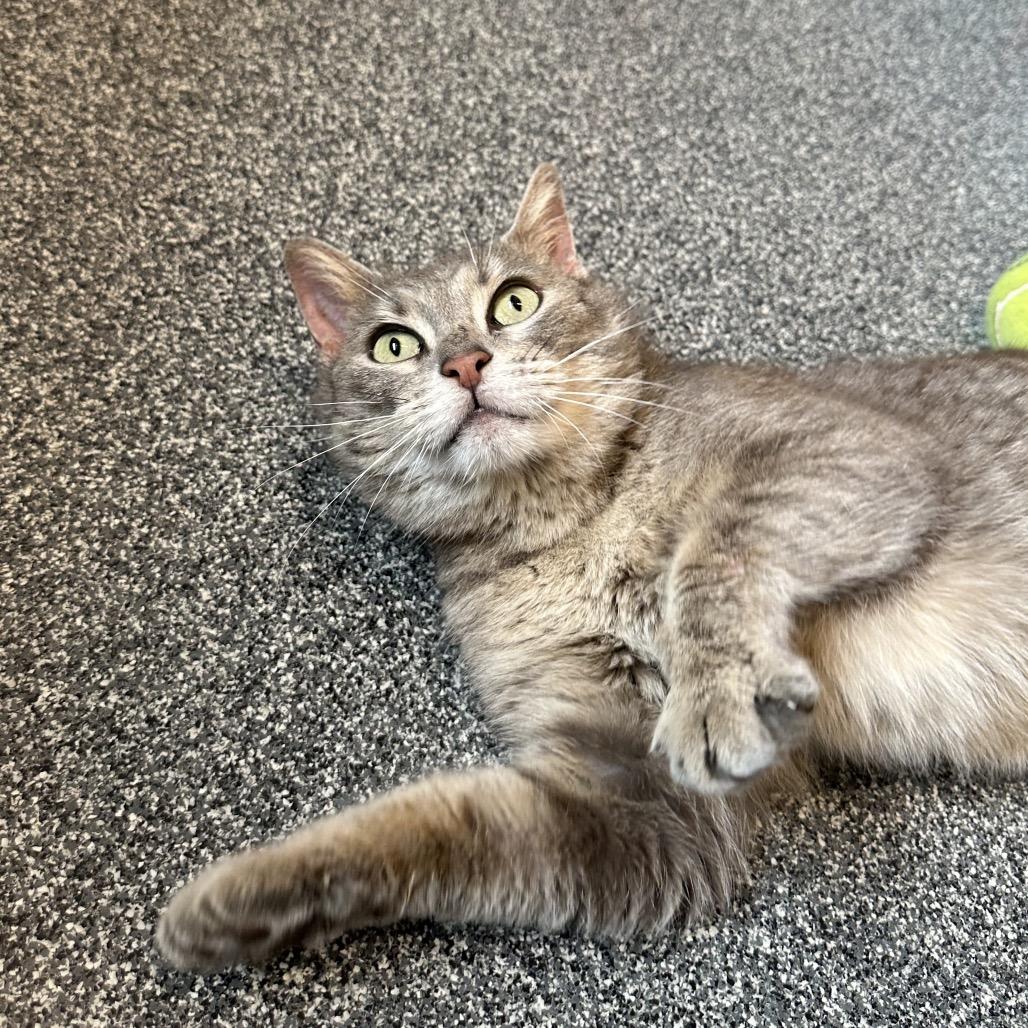 Turnip, a Adoptable Domestic Short Hair in Hinsdale, IL image 2/4