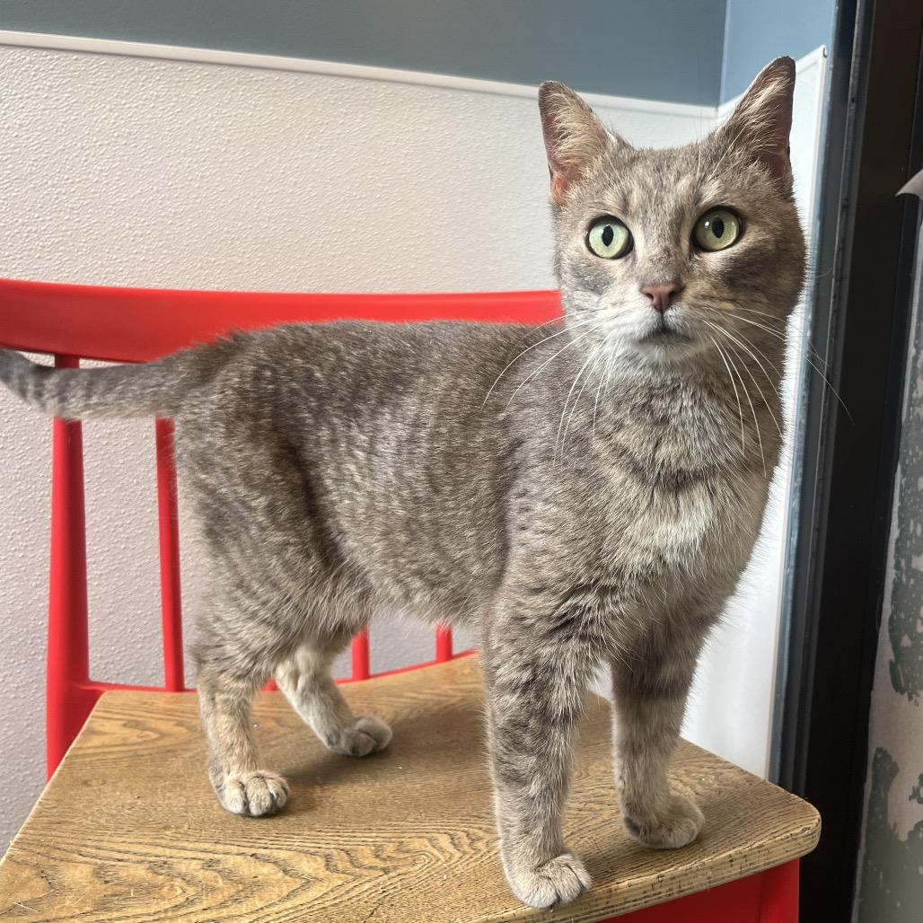 Turnip, a Adoptable Domestic Short Hair in Hinsdale, IL image 3/4