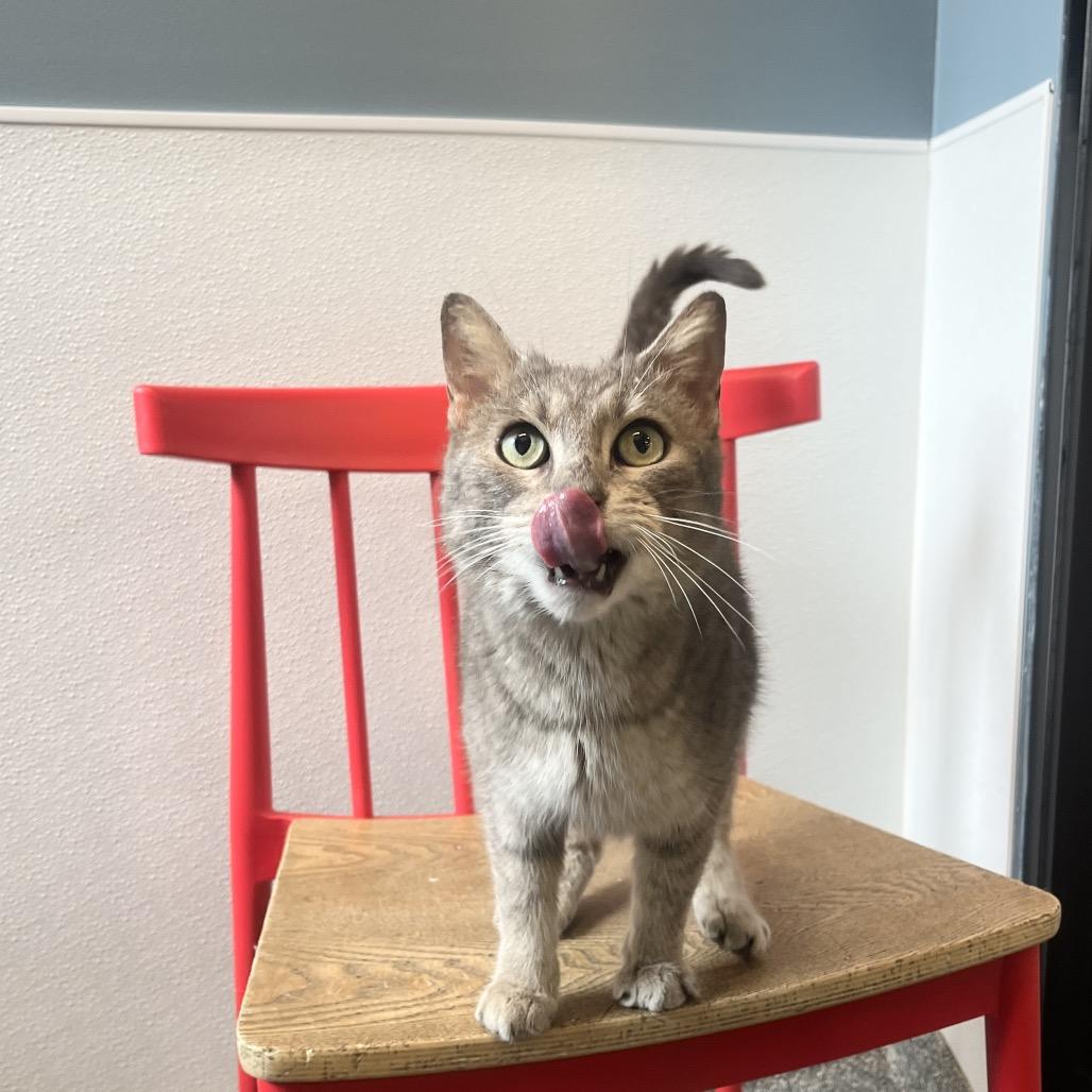 Turnip, a Adoptable Domestic Short Hair in Hinsdale, IL image 4/4