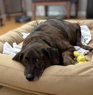 Logan, a Adoptable Mixed Breed in Schaumburg, IL image 3/4