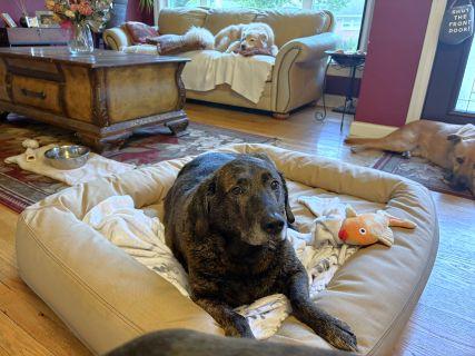 Logan, a Adoptable Mixed Breed in Schaumburg, IL image 4/4