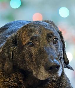 Logan, a Adoptable Mixed Breed in Schaumburg, IL image 1/4