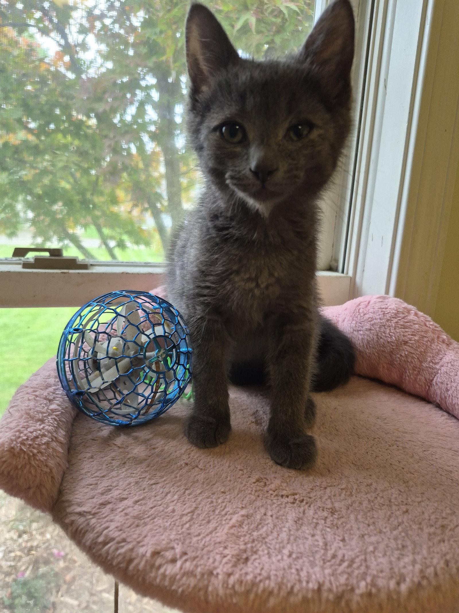 C343 Litter Enzo photo