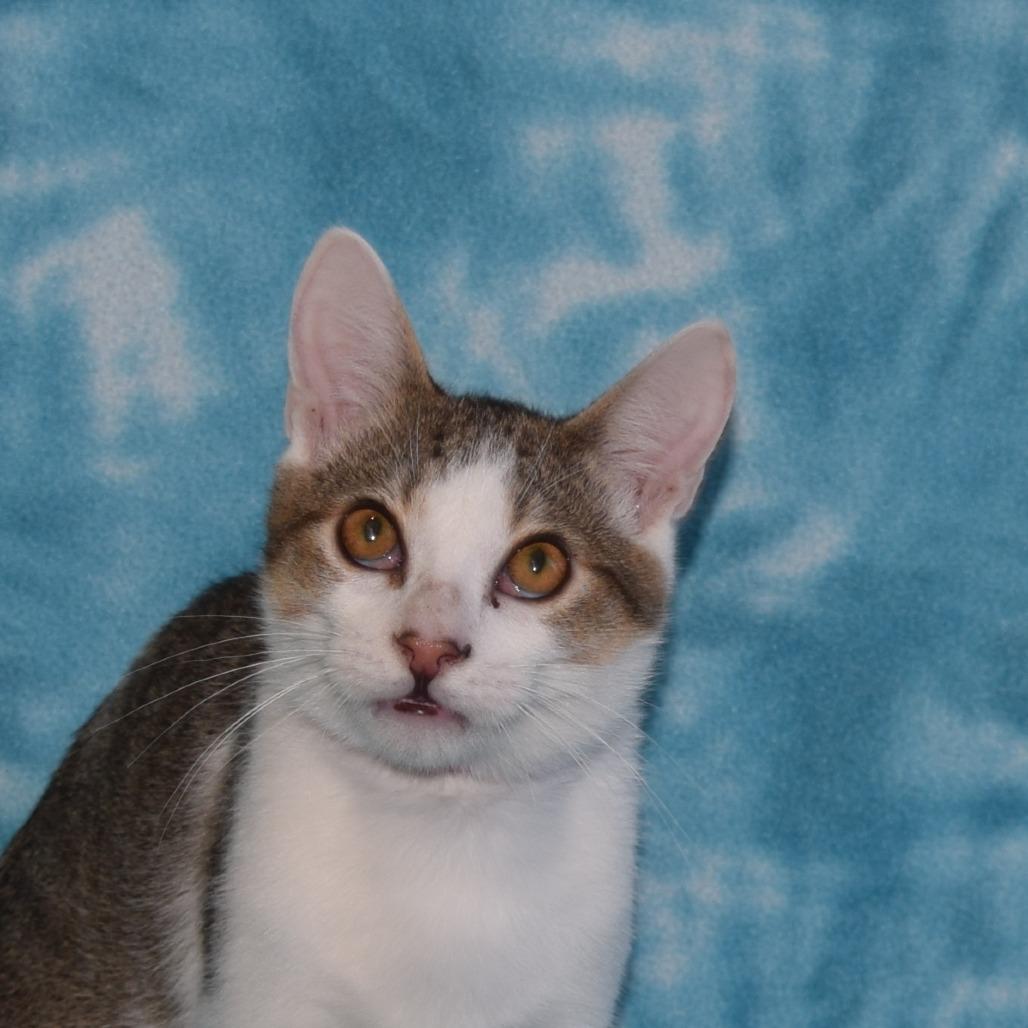 Victoria, Adoptable, Young Female Domestic Short Hair.