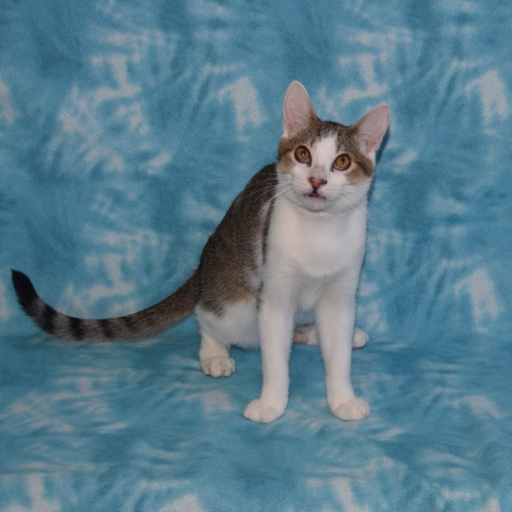 Enlarge Victoria, a Adoptable Domestic Short Hair in Eureka, CA image 2/4