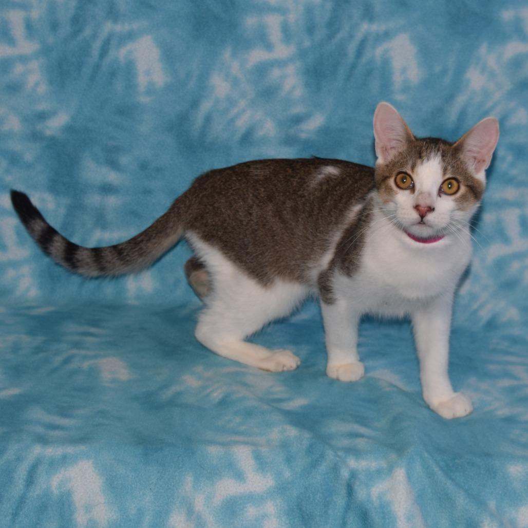 Enlarge Victoria, a Adoptable Domestic Short Hair in Eureka, CA image 3/4