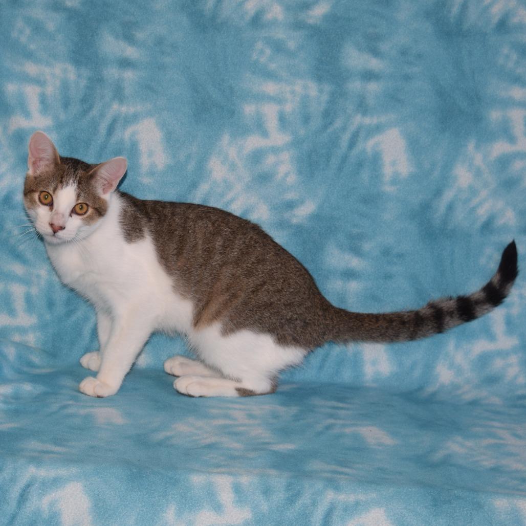 Enlarge Victoria, a Adoptable Domestic Short Hair in Eureka, CA image 4/4