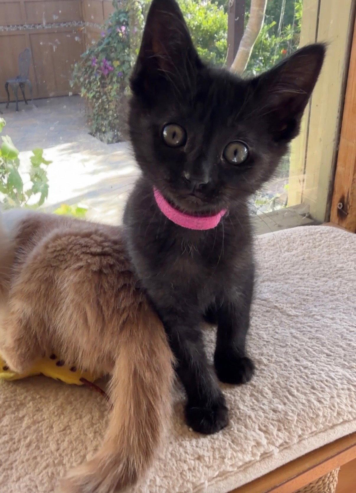 Enlarge Luck of the Irish - delightful double litter - CCC, a Adopted mixed breed in San Luis Obispo, CA image 1/1