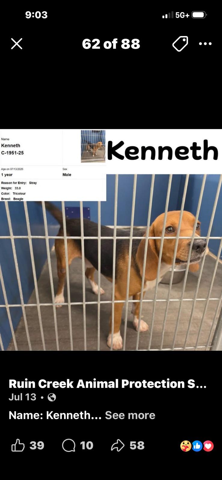 Enlarge Kenneth, a Adopted Beagle in Media, PA image 2/2