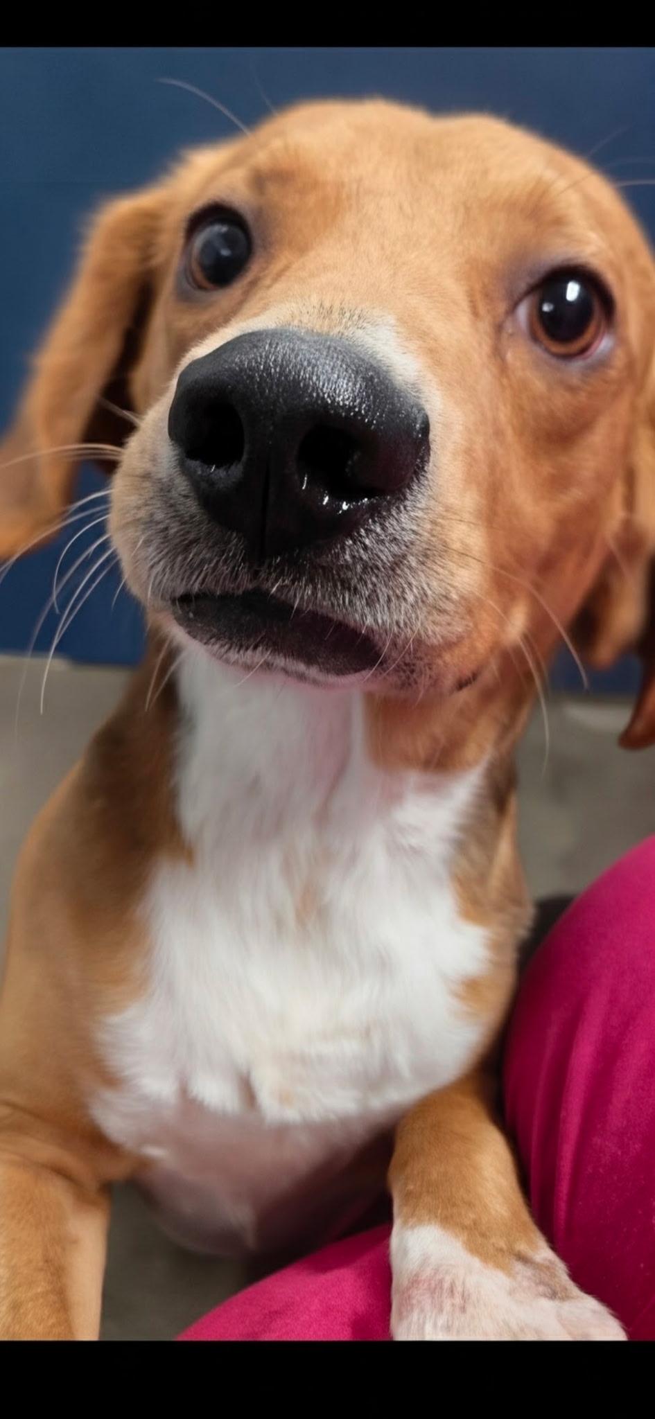 Kenneth, Adopted, Young Male Beagle.