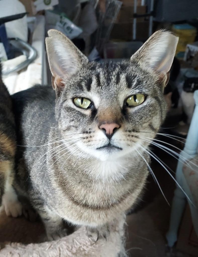 Tony, Adoptable, Young Male Domestic Short Hair.