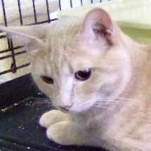 Enlarge Anthony, a Adopted Tabby in Lakewood, OH image 1/2